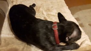 Французский бульдог Ася виновата