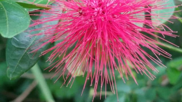 POWDER PUFF PLANT,,, CALLIANDRA FLOWERS . смотреть онлайн