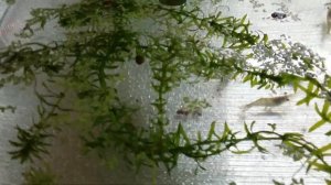 Мини УЗВ для АККР И Креветки розенберг.