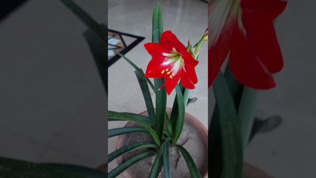 My Amaryllis Flower Bloom - Amaryllis Bulb To Bloom смотреть онлайн