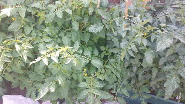 Grow patch grow box week 3 1/2. смотреть онлайн