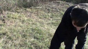 Коллайдер 15" и TM 808. Тест металлоискателей на глубинные цели.