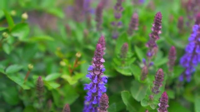 Что посадить рядом с садовыми розами смотреть онлайн