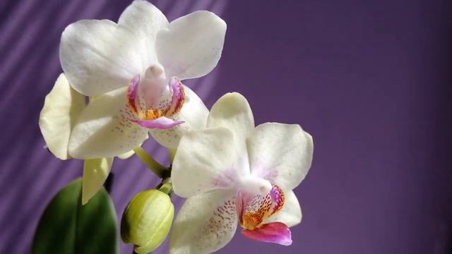 Орхидея мини Лео. Без лишних слов.