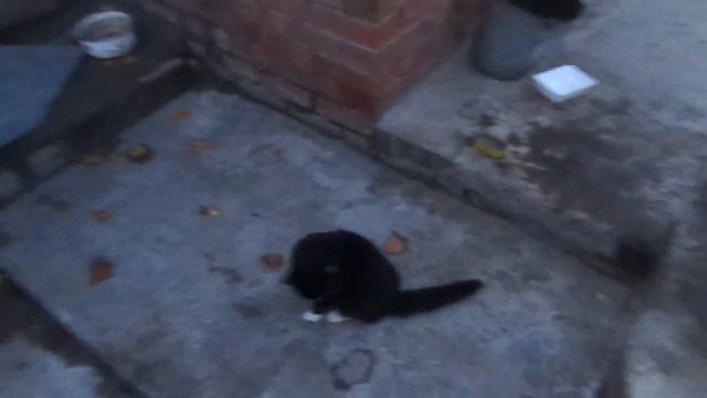 милые создания смотреть онлайн