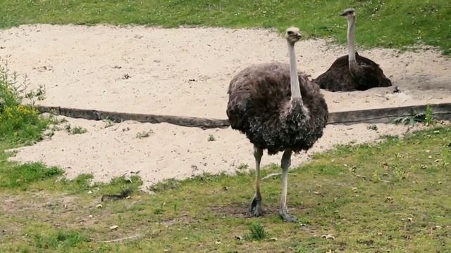 Как выглядит Детёныши Разных разных видов животных  | милые зверюшки