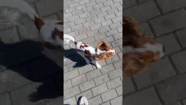 Почему нужно заводить собаку смотреть онлайн