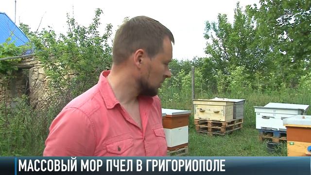 В Григориопольском районе – массовый мор пчёл