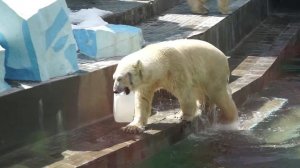 Где-то на БЕЛОМ свете в Новосибирском зоопарке БЕЛЫЕ медведи