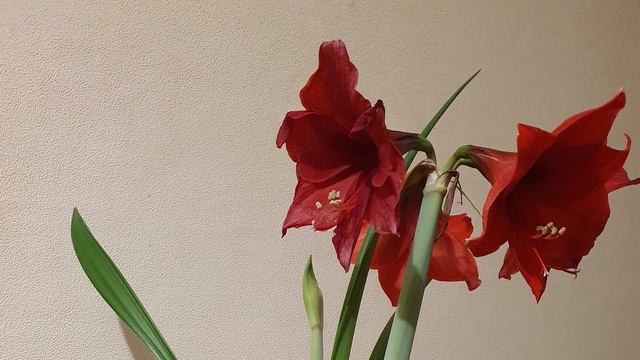 Как цветет АМАРИЛЛИС. 5 дней процесса. смотреть онлайн
