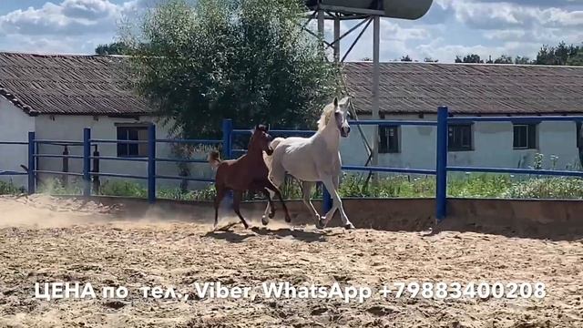 АЛОНСО часть 2. Продажа лошадей, арабская чистокровная, жеребец #арабская #лошадь #жеребец #Айғыр