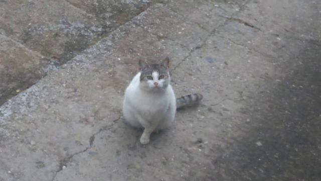 Карантин.В гости пришла белая с серым Кошка. смотреть онлайн