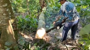 job cutting down durian trees and chopping hibiscus wood all wood for prospective cage materials