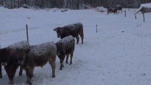 Зимнее содержание КРС