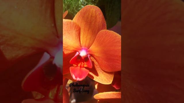 Phalaenopsis Surf Song