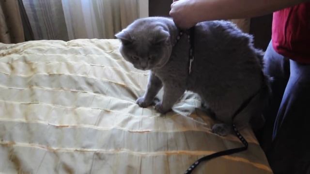 Одеть шлейку коту.mp4 смотреть онлайн