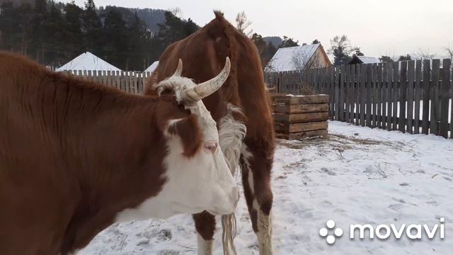 Султан лишился гарема!😱/ Матриархат/Готовим Дочу к запуску/Найдена вероятная причина аборта у Лады. смотреть онлайн