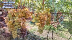 Мармеладочка и к-ш Рассвет бессемянный 2020г.