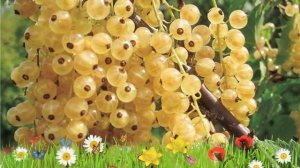 Смородина белая Версальская ? Обзор: посадка и уход. крупномеры смородины: описание и особенности