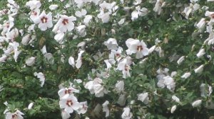 Hibiscus  Red heart with hoards of flowers