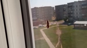 Кузнечик стрекочет дома, на окне. (сверчок, саранча)