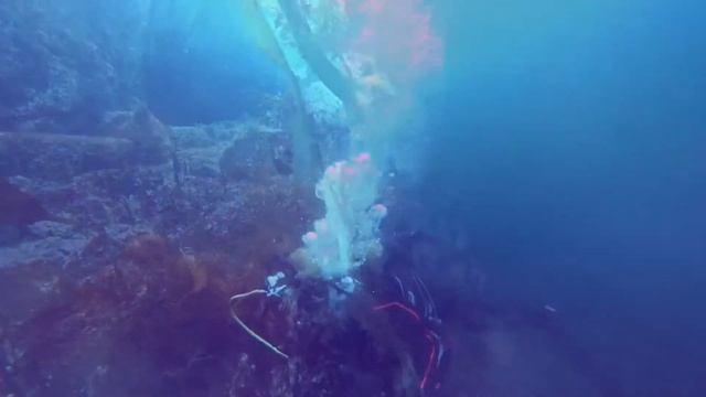 дайвинг в Мурманской области, в Баренцевом море смотреть онлайн