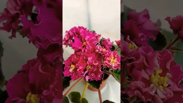 НД-Бархатный пион смотреть онлайн