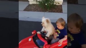 Puppy driving toy car with little kid