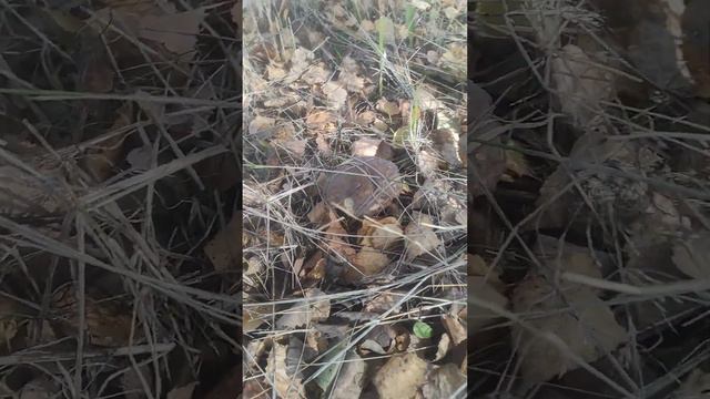 Что растет возле моей работы. смотреть онлайн