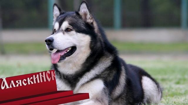 Топ - 5 самых древних пород собак