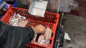 Baader 36 Линия для разделки салаки, иваси, кильки и мелкой сельди