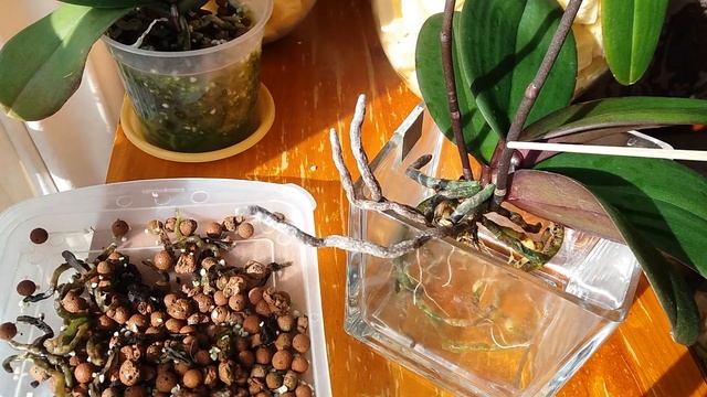 КОРНИ ОРХИДЕИ ПОСТРАДАЛИ В КЕРАМЗИТЕ. ПЕРЕВОЖУ В ПЕНОПЛЕКС. смотреть онлайн