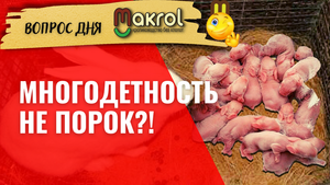 ?Многоплодная крольчиха делает 2 гнезда ?В чем подвох #Макляк #Макрол