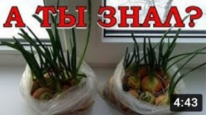 Зеленый лук в ПАКЕТЕ и ОПИЛКАХ - РЕЗУЛЬТАТ выгонки!