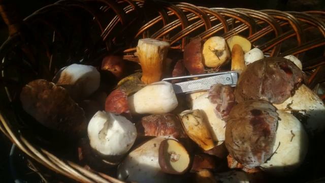 Тихая охота. Столько я собрала грибов за сезон в 2022г. смотреть онлайн