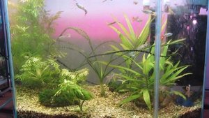 Фитолампа - результат в аквариуме