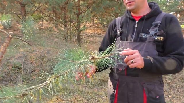 Ниваки из сосны обыкновенной. Когда? Как? Первая стрижка.