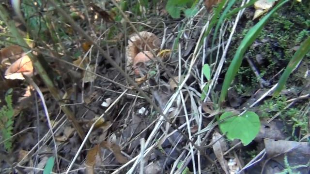 15 грибов волнушек на 1 квадратном метре смотреть онлайн