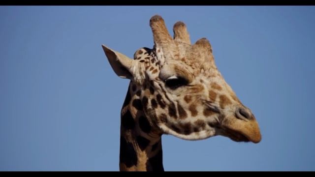 Великая радость ёжика | Новая сказка про ёжика и медвежонка | #audioskazka #сказка #video #kids смотреть онлайн