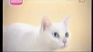 Заставка канала Домашний (2005-2006)