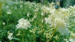 Пчелы работают на белоголовнике.