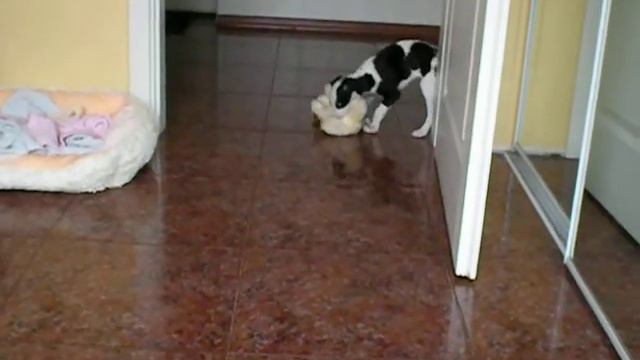 Уиппет 1.5 мес..AVI смотреть онлайн