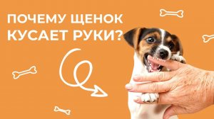 Как отучить щенка кусаться? Почему щенок кусает руки?  Воспитание щенка. Дрессировка щенка