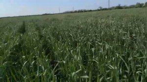 Пшеница шестопаловка 2021, формирование колоса, запорожская область