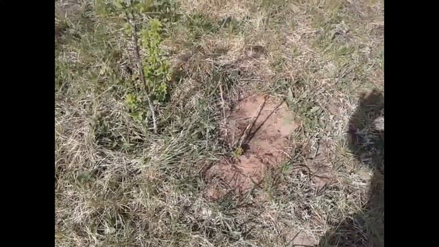 Дача в лесу. Май - начало сезона. смотреть онлайн