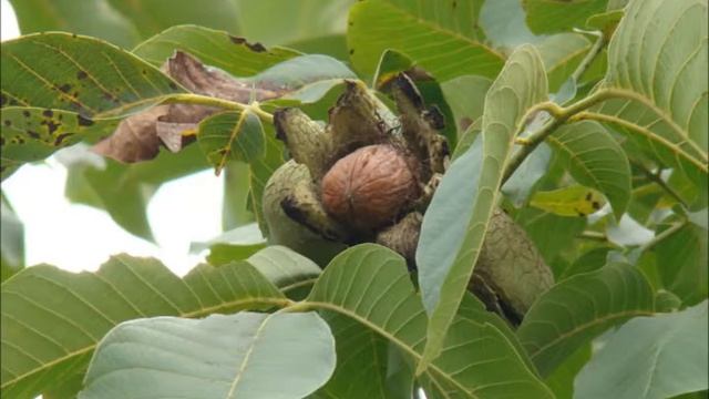 Проникай в меня Своим мечом 18.06.2014 смотреть онлайн