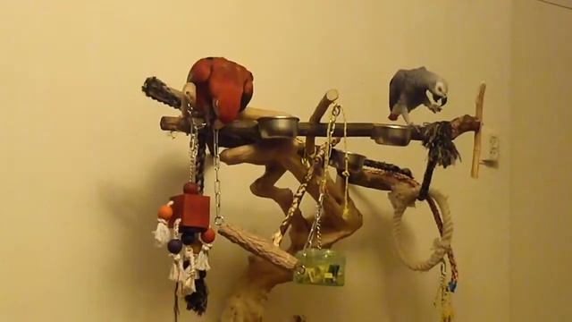 MACAW AND AFRICAN GREY PLAYING ON JAVA TREE смотреть онлайн