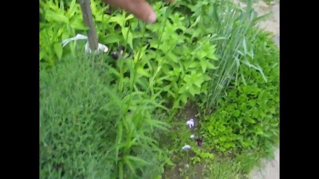 Петух съел веревку/ Знакомим кур с цыплятами/ Сушим сено смотреть онлайн