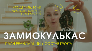 Как спасти замиокулькас? Замиокулькас теряет листья. Какой грунт подойдет Замиокулькасу?