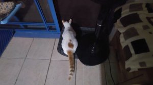 Никогда так не делайте 🙈. Нельзя трогать котов, даже едва коснувшись, когда они воют на чужаков.